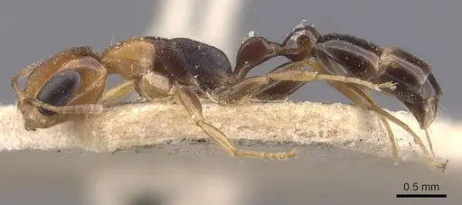 Pseudomyrmex rochai - CASENT0907553