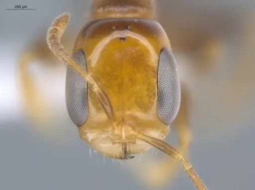Pseudomyrmex rochai - ECOFOG-MI15-0433-35