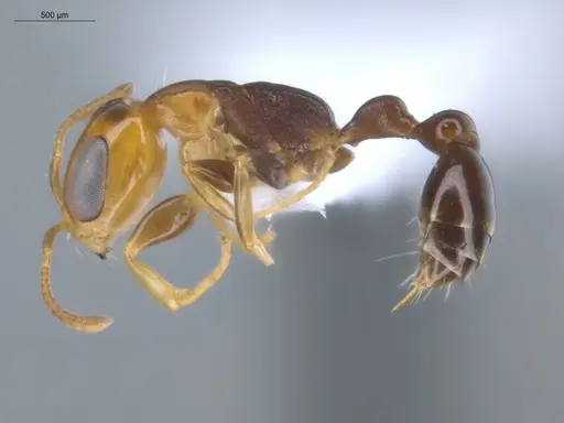 Pseudomyrmex rochai - ECOFOG-MI15-0433-35