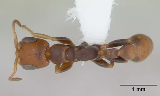 Pseudomyrmex rufiventris specimen