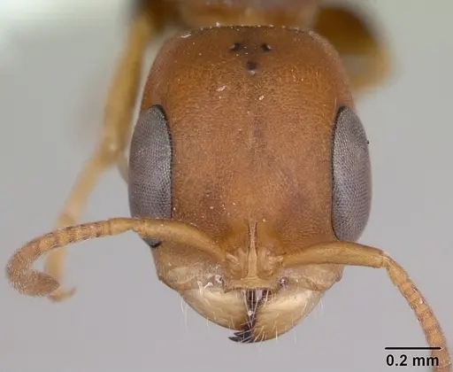 Pseudomyrmex rufiventris specimen