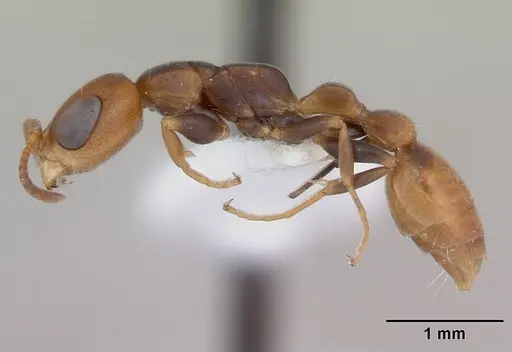 Pseudomyrmex rufiventris specimen