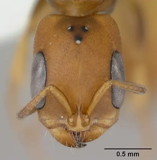 Pseudomyrmex rufiventris - CASENT0173770
