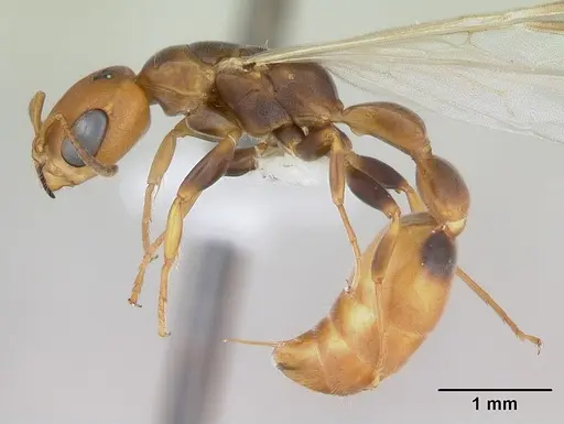 Pseudomyrmex rufiventris - CASENT0173770