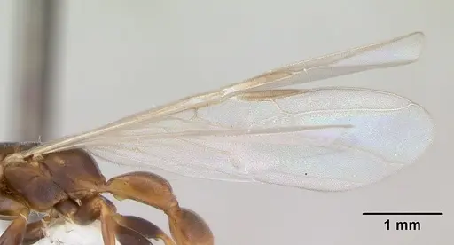 Pseudomyrmex rufiventris - CASENT0173770