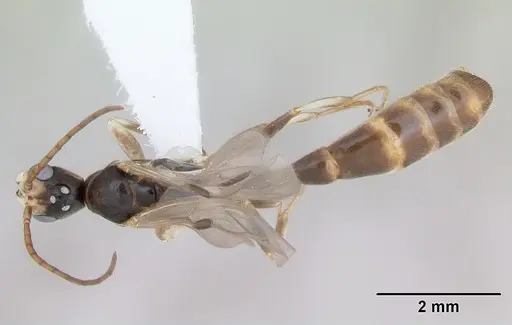 Pseudomyrmex rufiventris - CASENT0173771