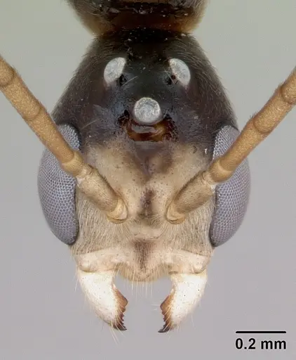 Pseudomyrmex rufiventris - CASENT0173771