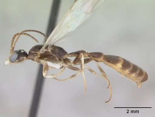 Pseudomyrmex rufiventris - CASENT0173771
