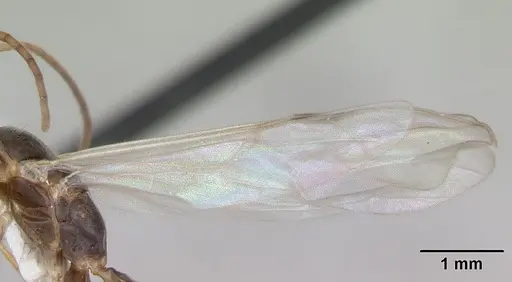 Pseudomyrmex rufiventris - CASENT0173771