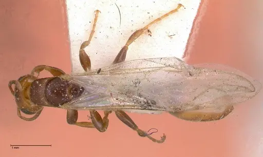 Pseudomyrmex rufiventris - FOCOL0525