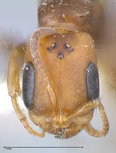 Pseudomyrmex rufiventris - FOCOL0525