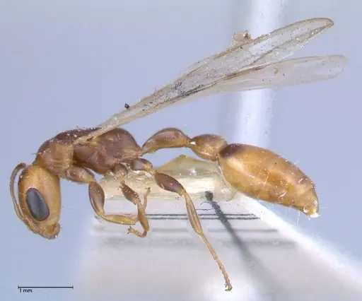 Pseudomyrmex rufiventris - FOCOL0525