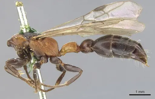 Pseudomyrmex rufomedius specimen