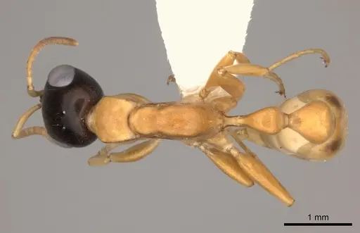 Pseudomyrmex salvini specimen