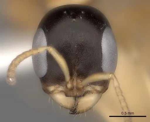 Pseudomyrmex salvini specimen