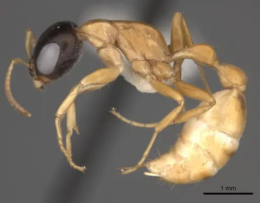 Pseudomyrmex salvini specimen