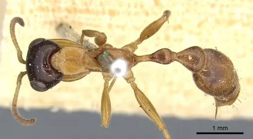 Pseudomyrmex salvini - CASENT0902879