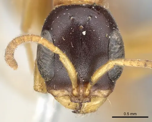 Pseudomyrmex salvini - CASENT0902879