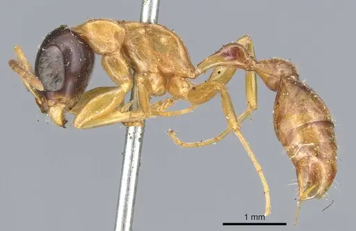 Pseudomyrmex salvini - CASENT0902879