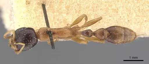 Pseudomyrmex salvini - CASENT0907554