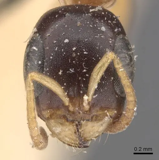 Pseudomyrmex salvini - CASENT0907554