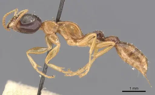 Pseudomyrmex salvini - CASENT0907554