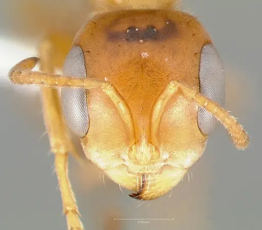 Pseudomyrmex santschii specimen