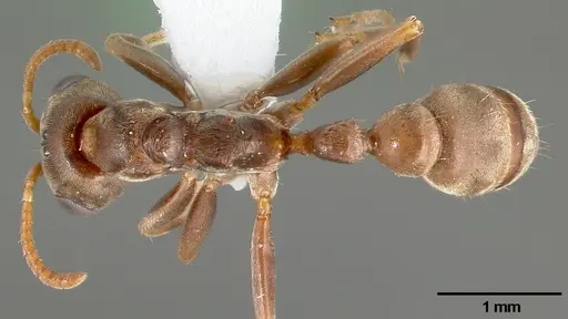 Pseudomyrmex satanicus specimen