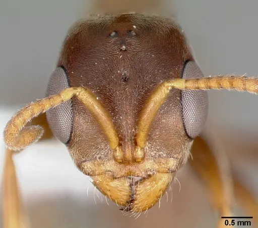 Pseudomyrmex satanicus specimen