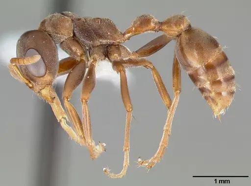 Pseudomyrmex satanicus specimen