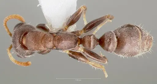 Pseudomyrmex schuppi specimen