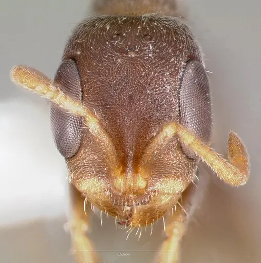 Pseudomyrmex schuppi specimen