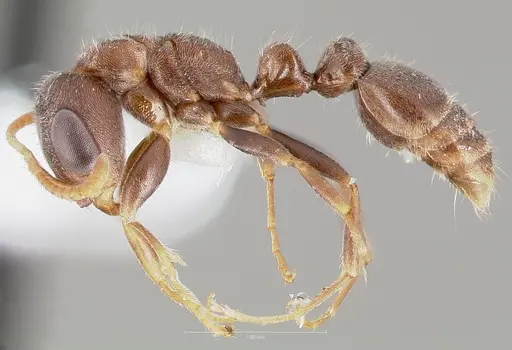 Pseudomyrmex schuppi specimen