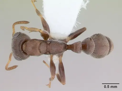 Pseudomyrmex schuppi - CASENT0173772