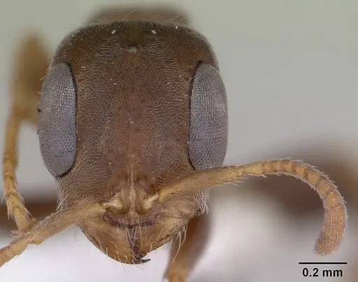 Pseudomyrmex schuppi - CASENT0173772