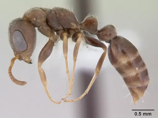 Pseudomyrmex schuppi - CASENT0173772