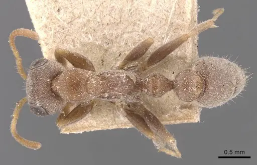 Pseudomyrmex schuppi - CASENT0907555