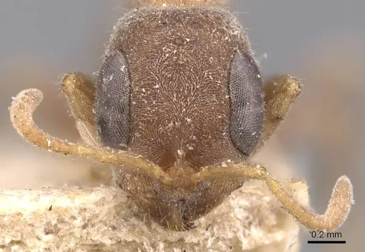 Pseudomyrmex schuppi - CASENT0907555