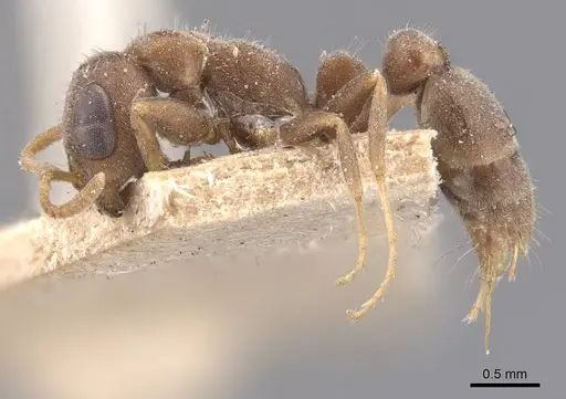Pseudomyrmex schuppi - CASENT0907555