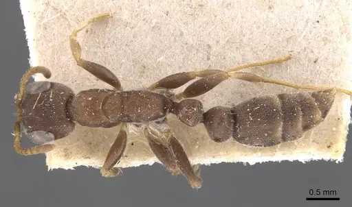 Pseudomyrmex schuppi - CASENT0907556