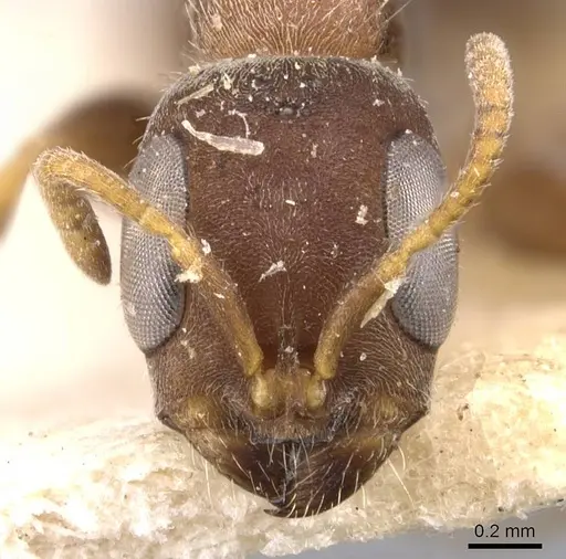 Pseudomyrmex schuppi - CASENT0907556