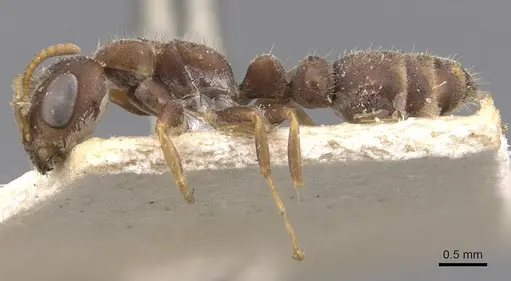 Pseudomyrmex schuppi - CASENT0907556