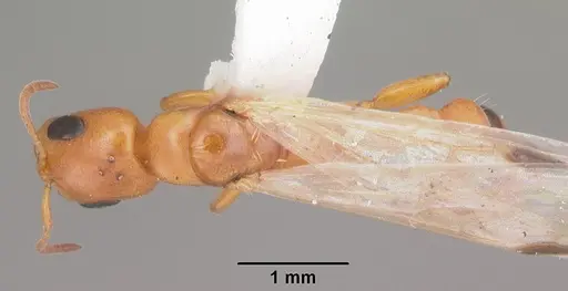 Pseudomyrmex seminole specimen