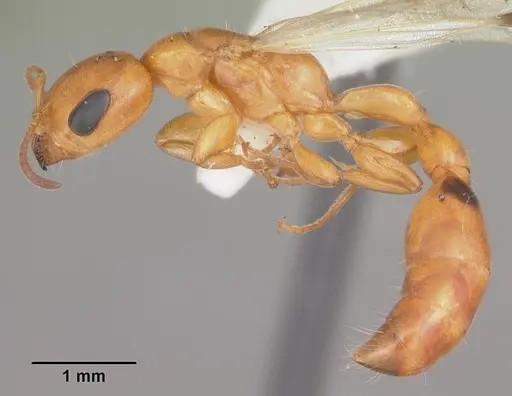 Pseudomyrmex seminole specimen