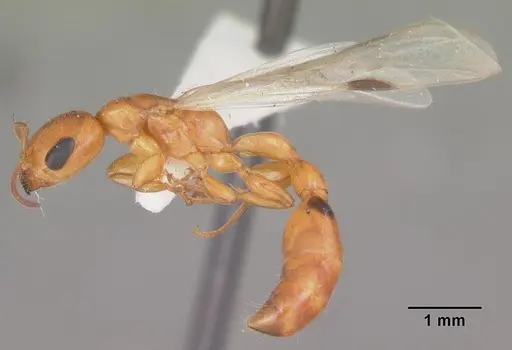 Pseudomyrmex seminole - CASENT0103881