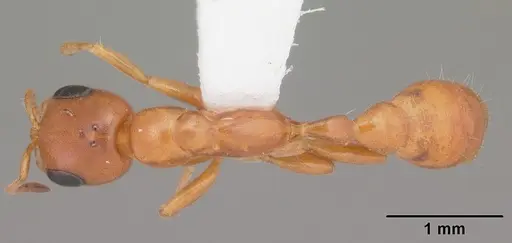 Pseudomyrmex seminole - CASENT0103884