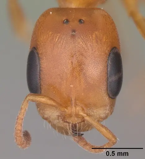 Pseudomyrmex seminole - CASENT0103884