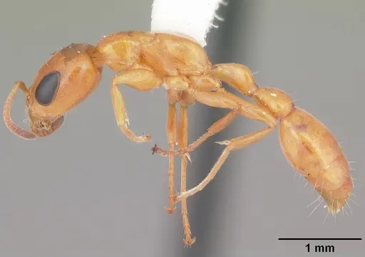 Pseudomyrmex seminole - CASENT0103884