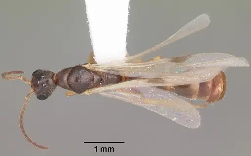 Pseudomyrmex seminole - CASENT0104233