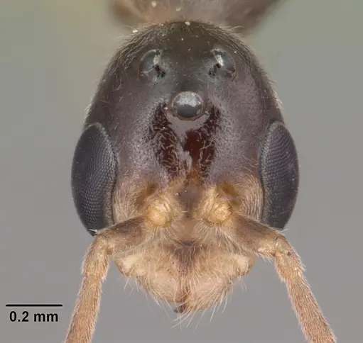 Pseudomyrmex seminole - CASENT0104233